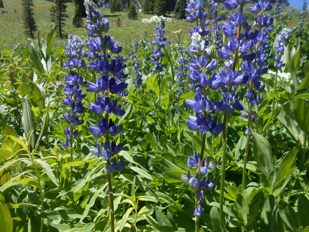 Spiritual Breakthroughs Class: What to Do lupine, spiritual breakthrough,