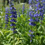 lupine, spiritual breakthrough,