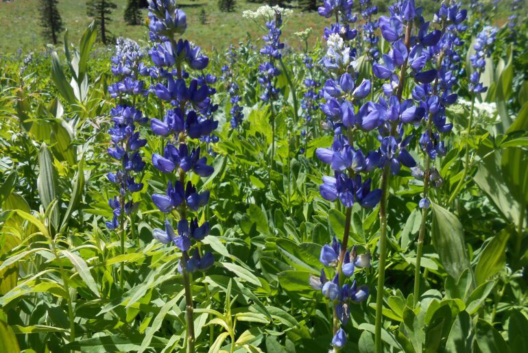 lupine, spiritual breakthrough,