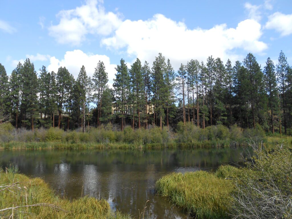 How to Deal with an Existential Crisis