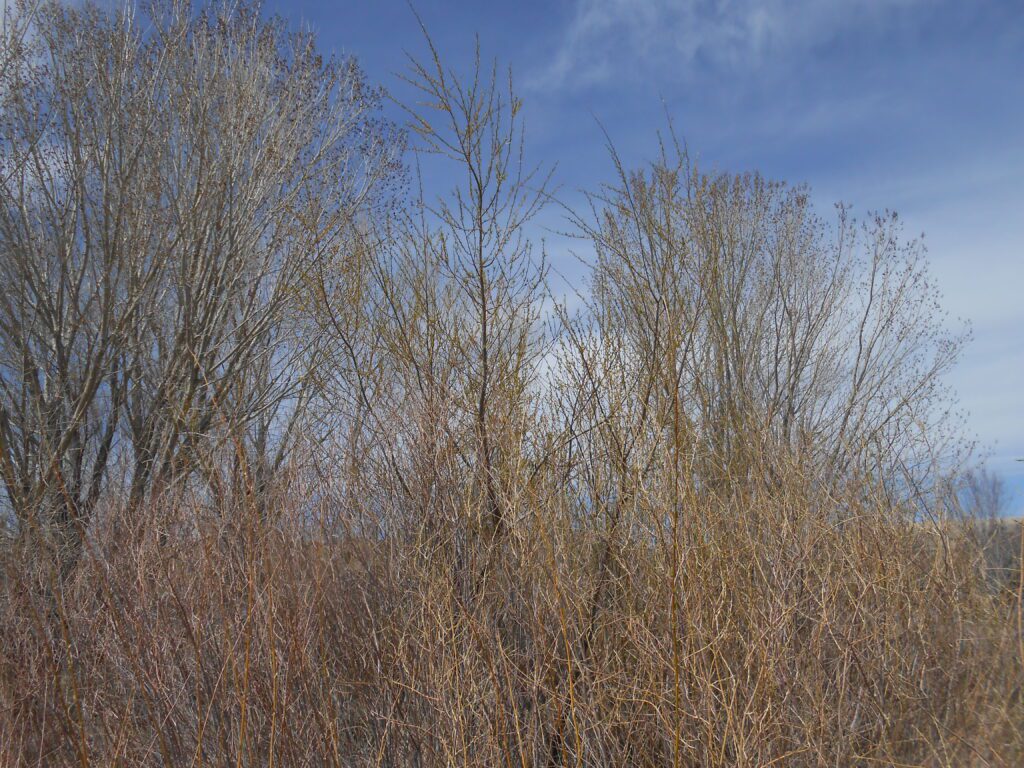 New Spiritual Freedom Video