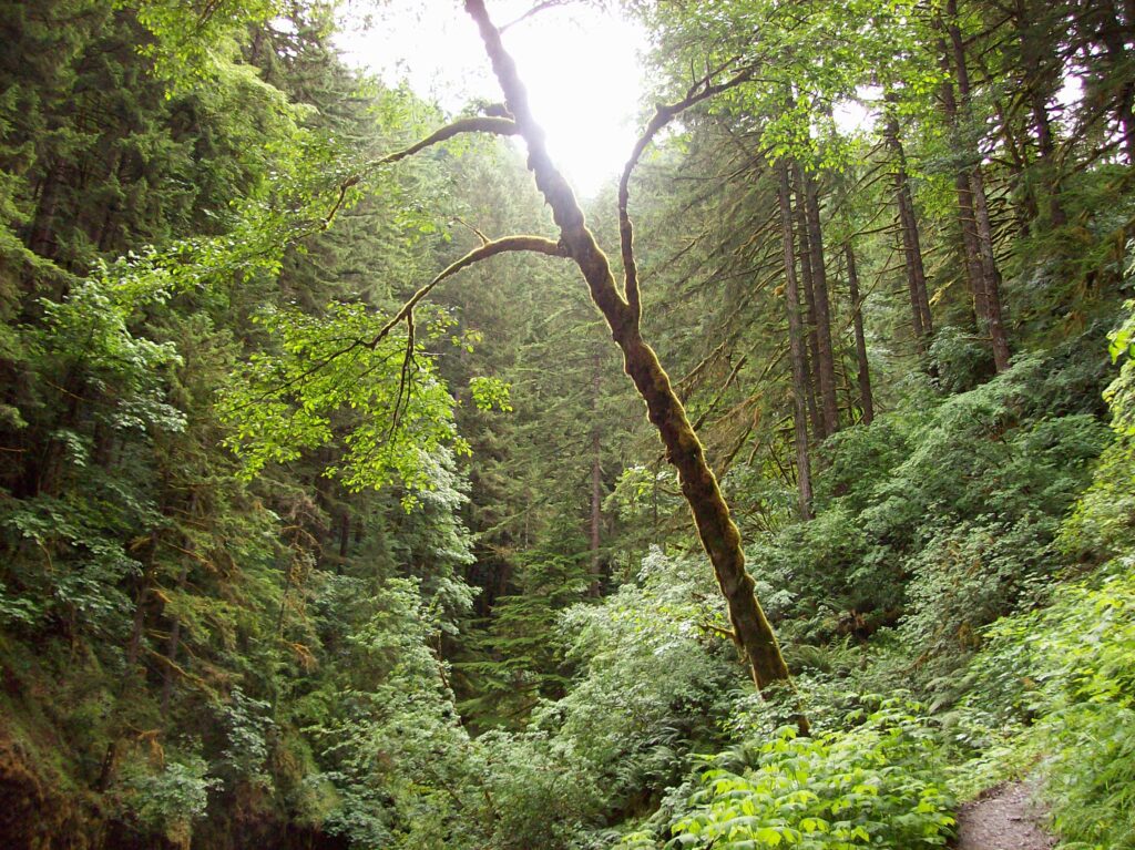 Subconscious Processing and Awakening