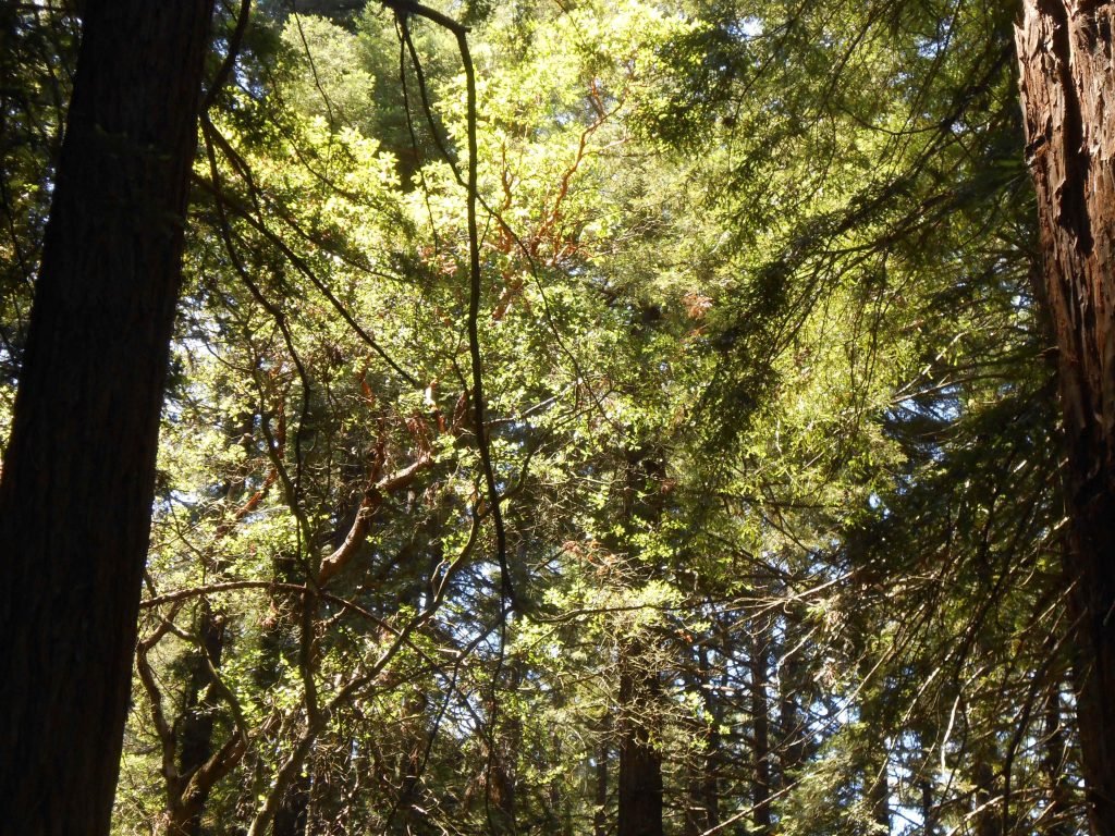 Dreams and Processing Your Issues Through Your Subconscious