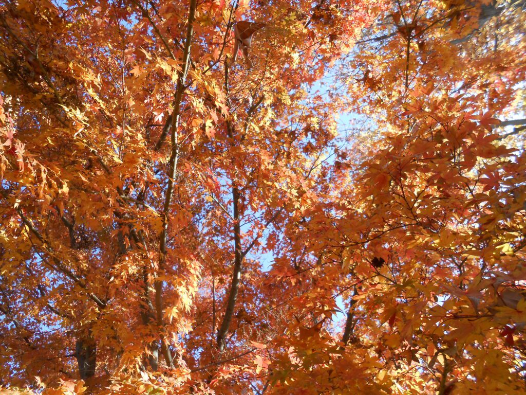 Halloween, the Day of the Dead, and Other Afterlife Celebrations