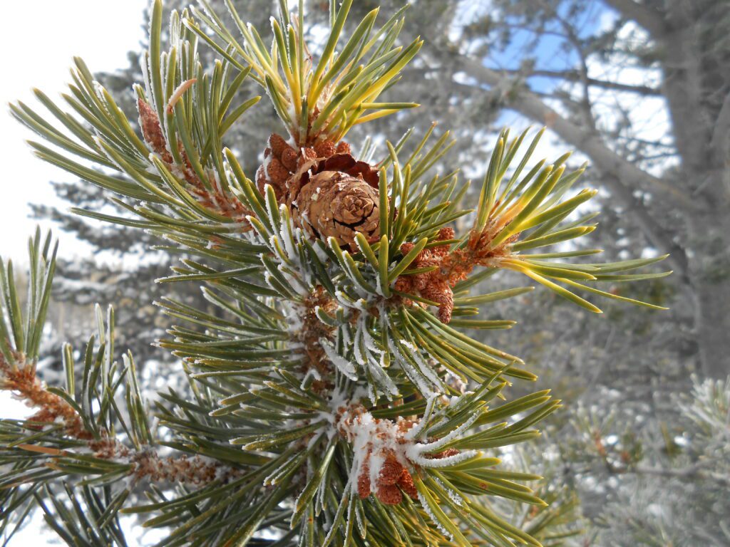 Healing Sexual Abuse and Trauma