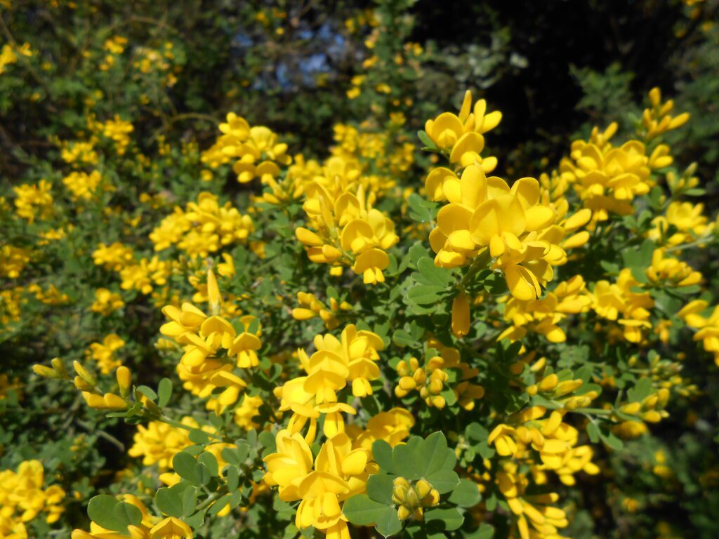 Integrating Your Spiritual Awakening Through a Spiritual Sexual Practice