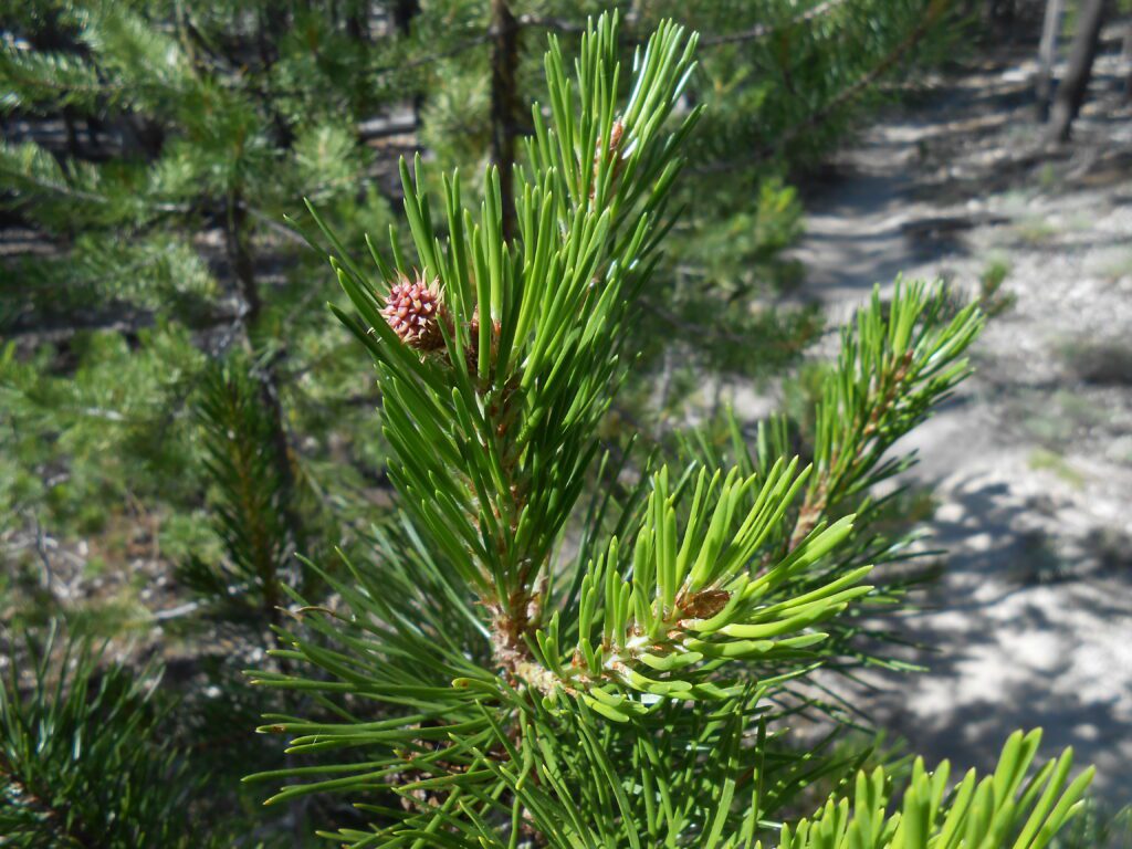 3 Things that Improve with Punishment