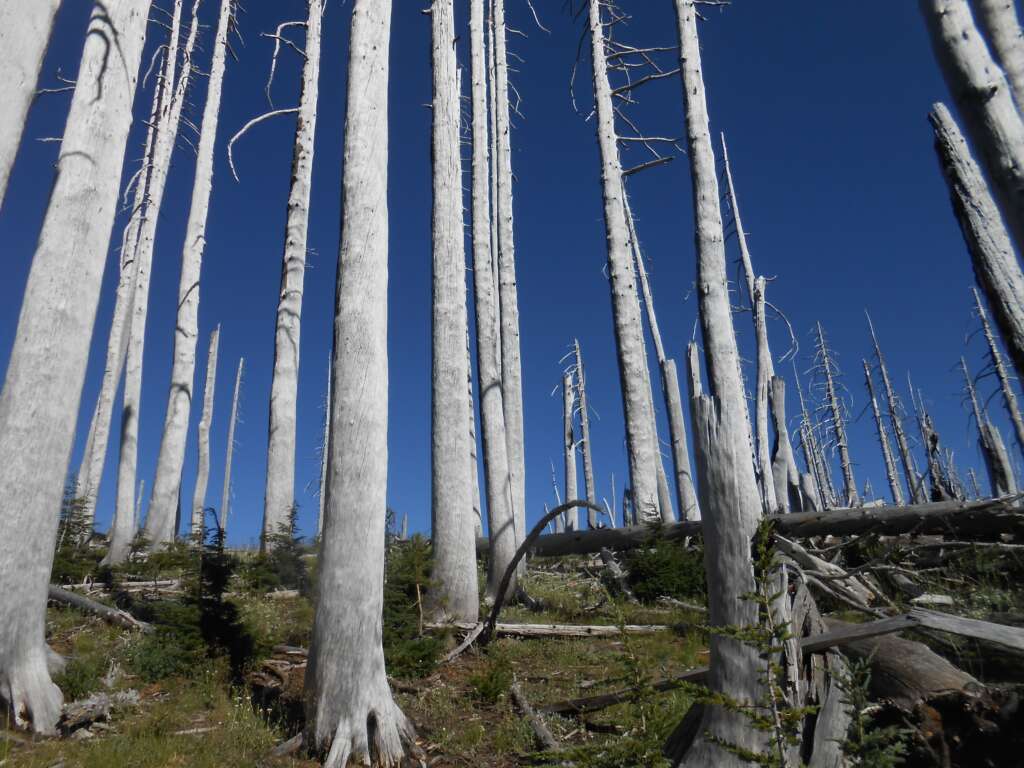 Controlled Burn: After the Initial Awakening Settles