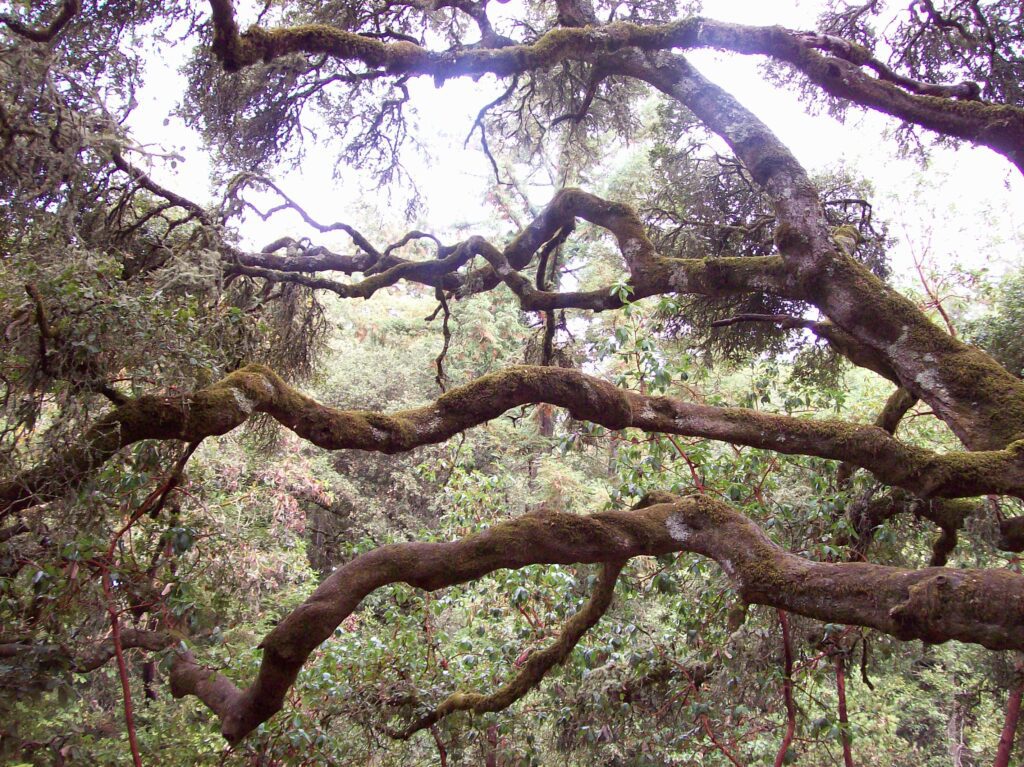 Spiritual Awakenings, Openings, Revelations, Oh My!