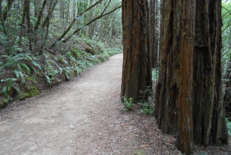 starting out, redwoods, path, journey, trail, nature