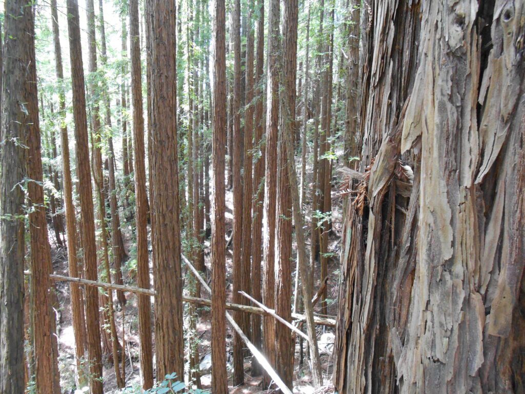 A Lost Soul redwoods, forest, lost,