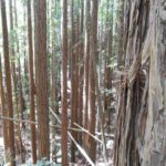 redwoods, forest, lost,