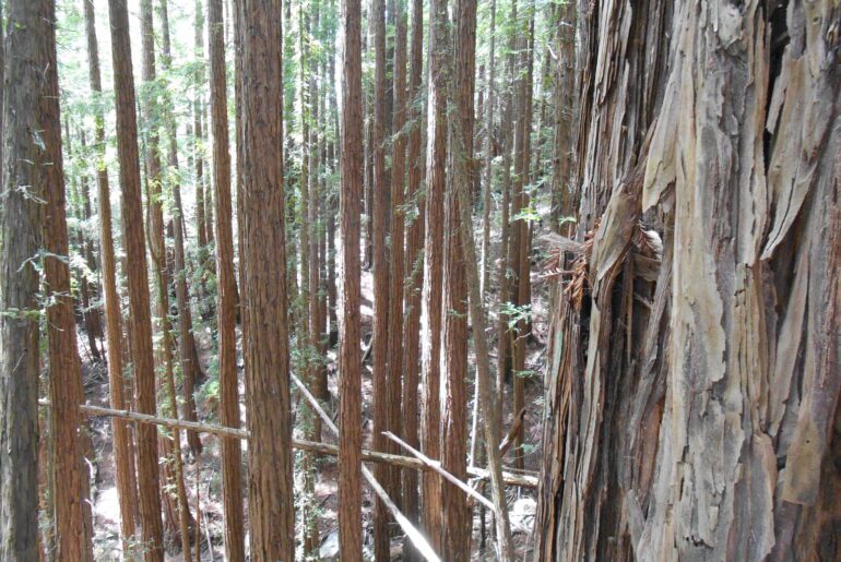 redwoods, forest, lost,