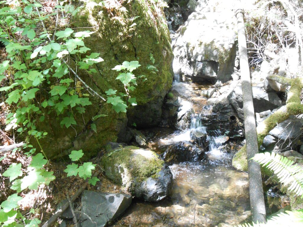 Supporting my 2021 Winter Break water, moss, plants,