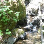 water, moss, plants,