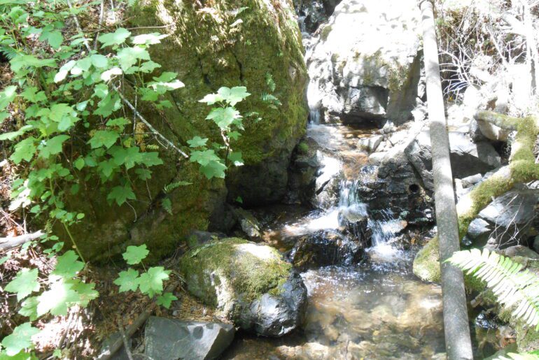 water, moss, plants,