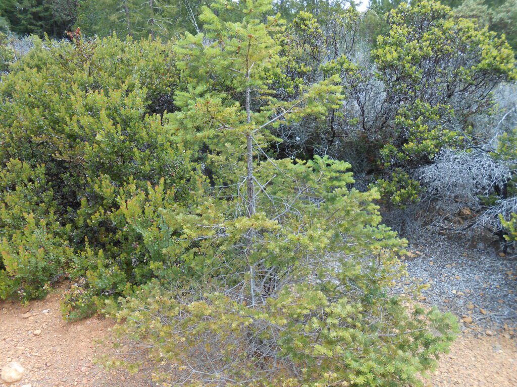 Spiritual Liberation and the End of Ego Suffering