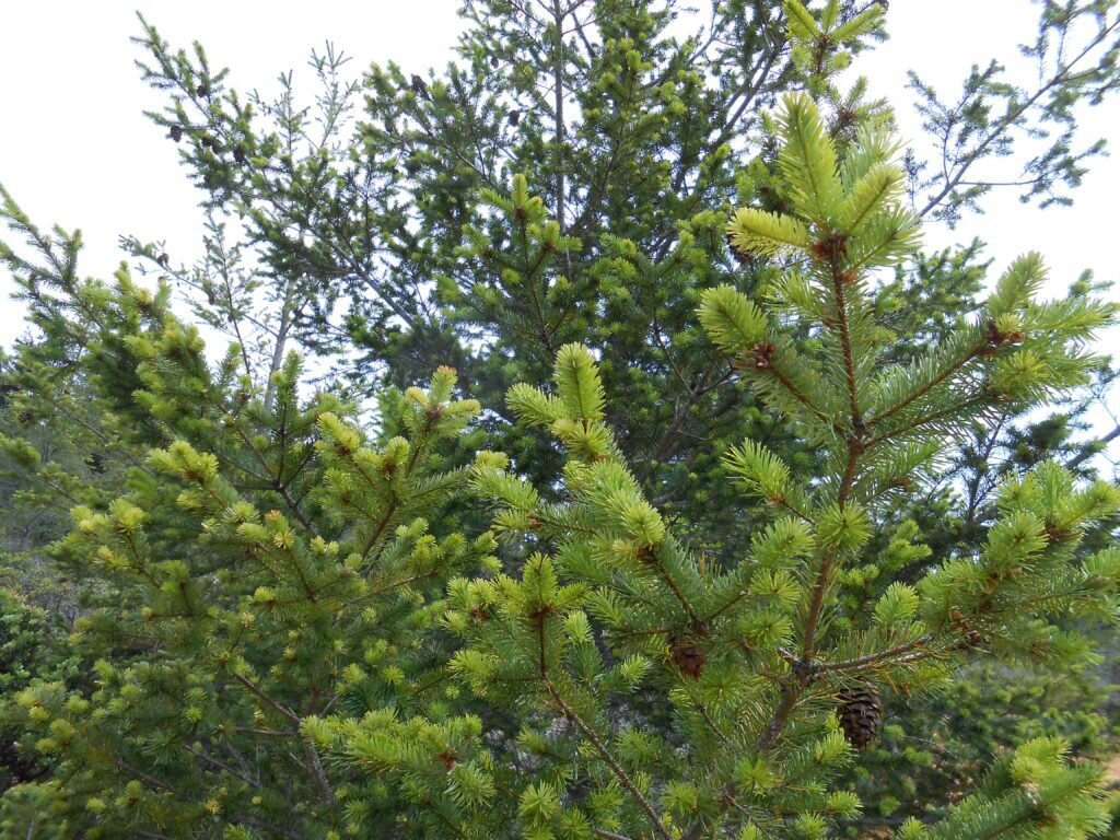 Will Awakening Turn Me Into a Brainless Hippie Zombie?