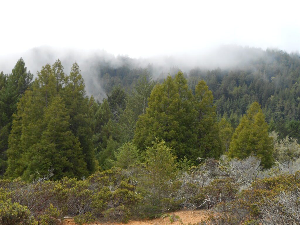 Mind Fog fog, mind fog, muir woods,