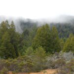 fog, mind fog, muir woods,