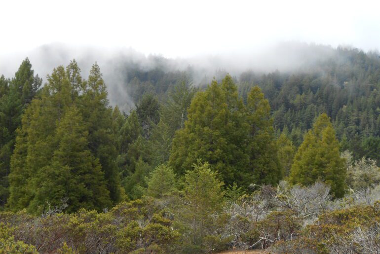 fog, mind fog, muir woods,