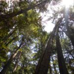 muir woods, redwoods
