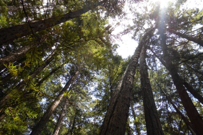 muir woods, redwoods