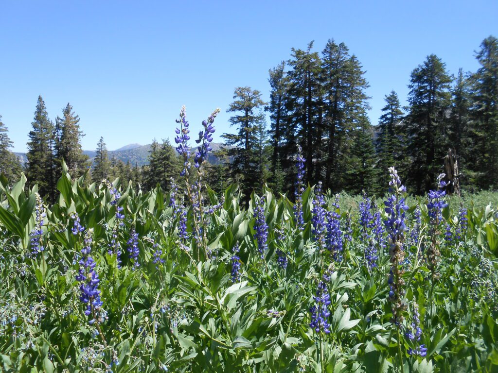 Ask Jim Invite-Only Class lupine, alpine spring,