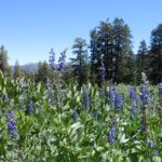 lupine, alpine spring,
