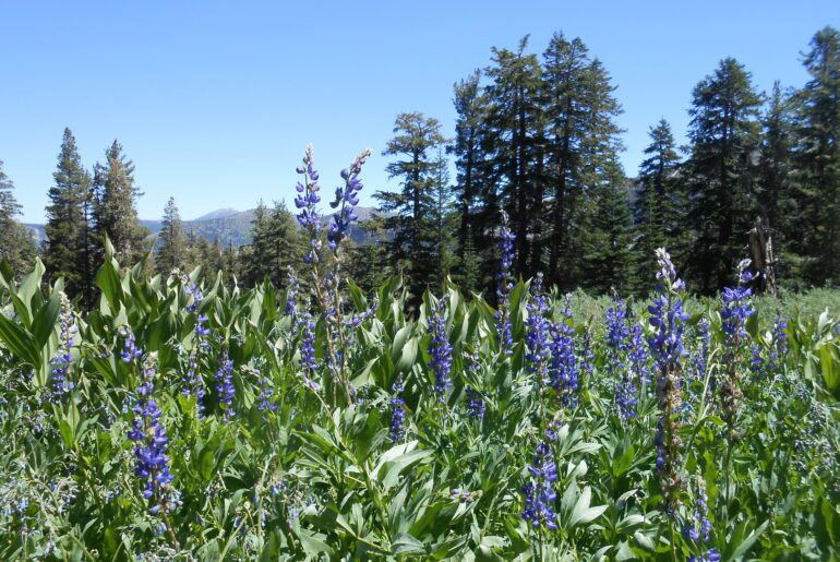 lupine, alpine spring,