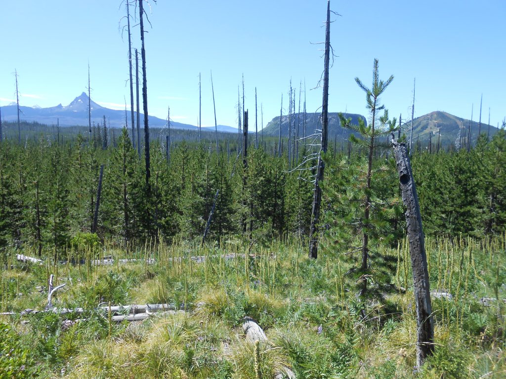 The Rise of Homo Disciplinus