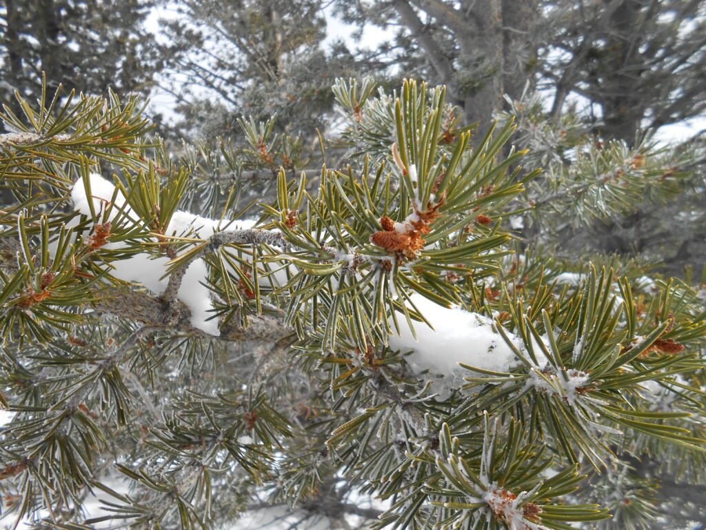 The Newness and Uncertainty After Releasing an Issue