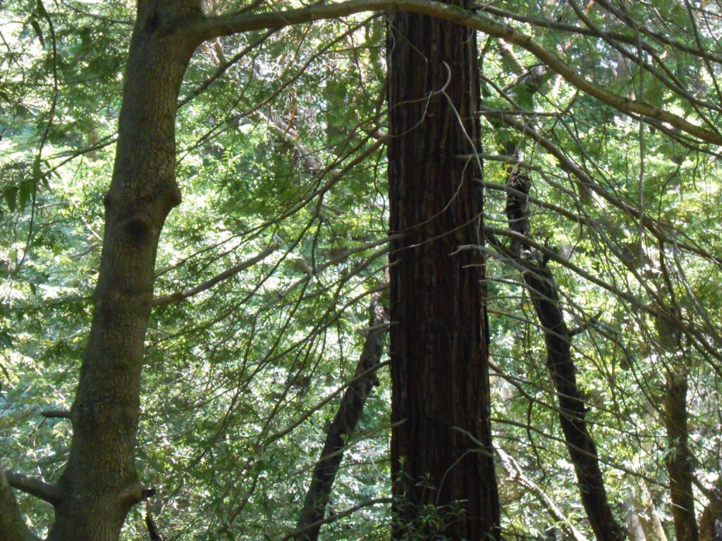 Recording: Complete Healing