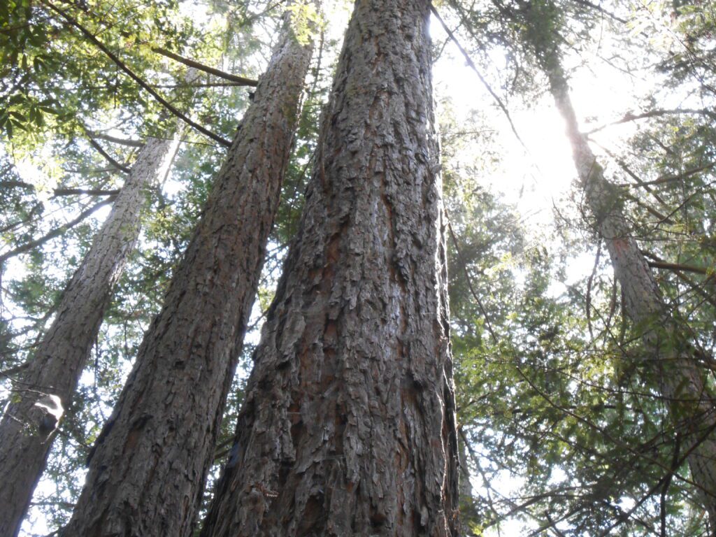 The Fires of Transformation Class redwoods,