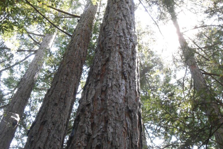 redwoods,