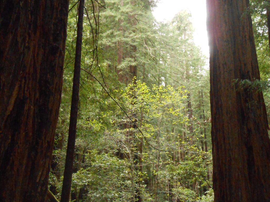 Spiritual Masters redwoods, green, nature, forces of nature,
