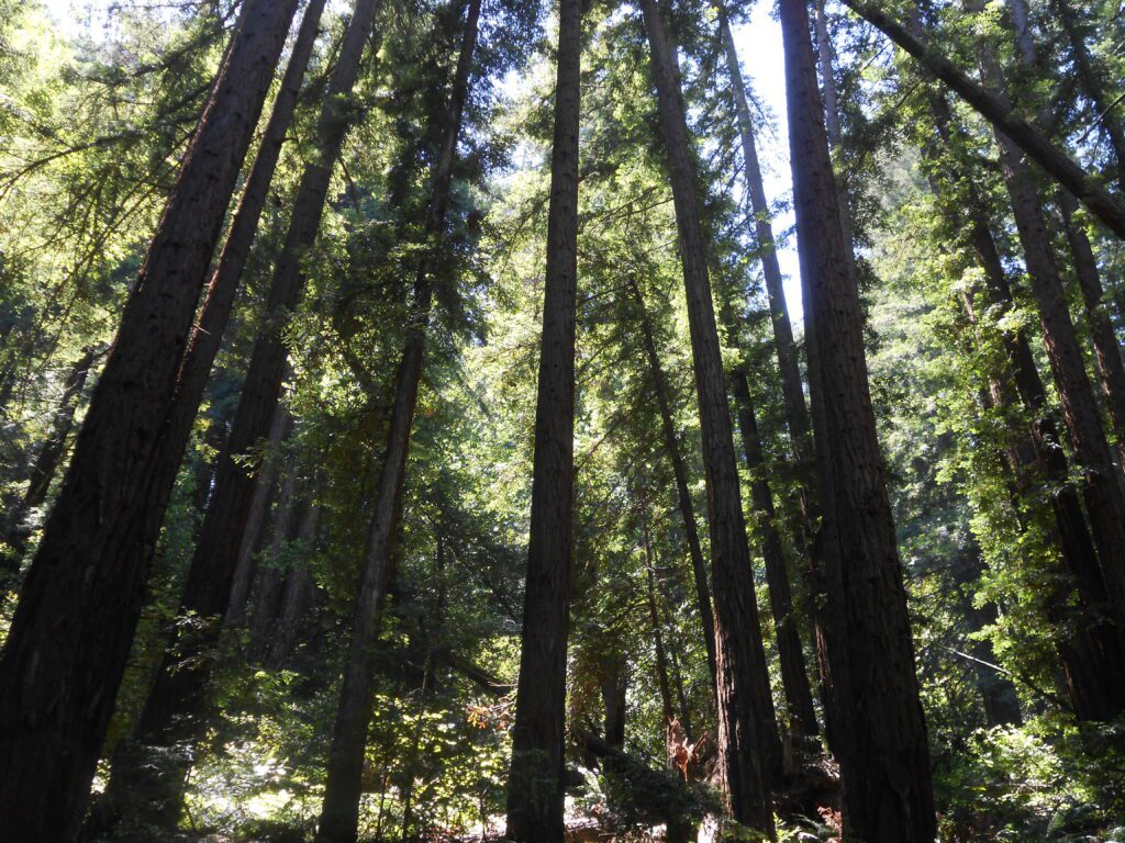 Mapping Out Ego Structure