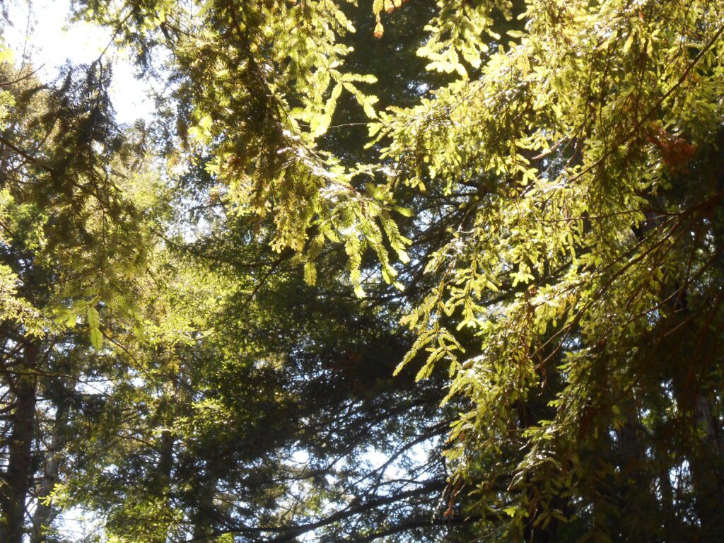 The Animal Within: Retraining the Primal Instinctual Body