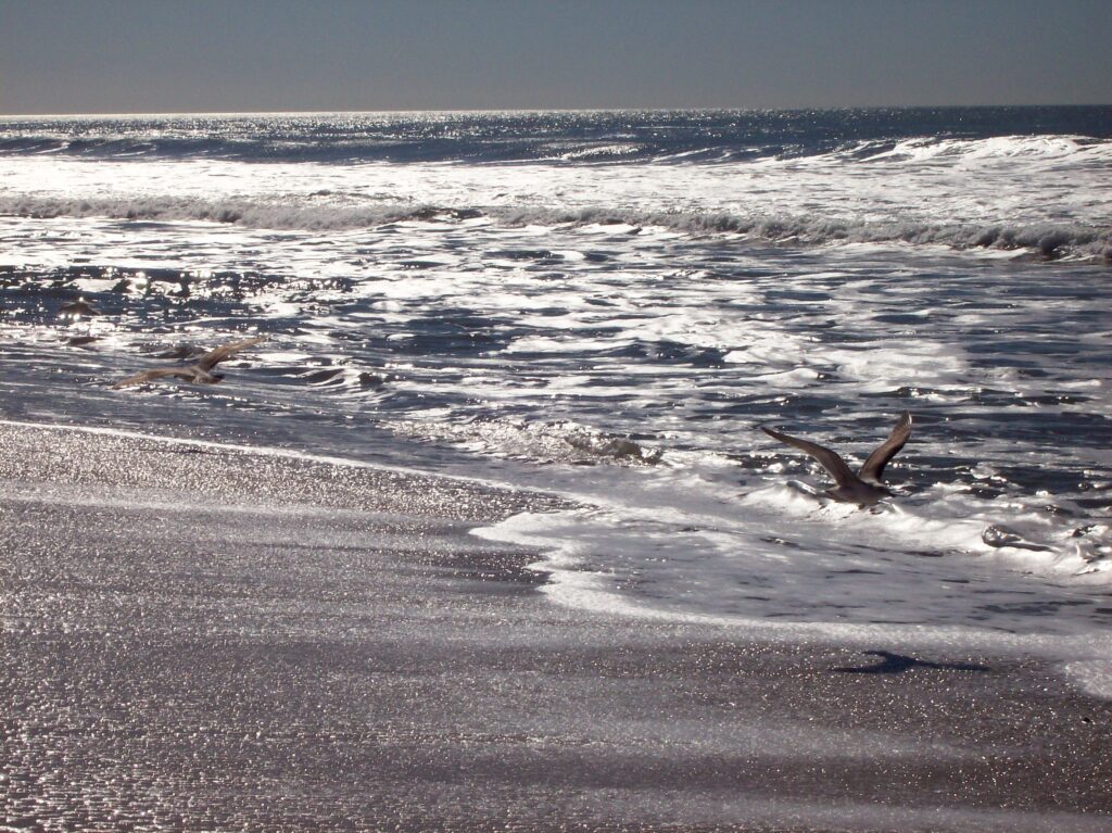 The Master and the Sea of Kurbus sea, beach, ocean, pacific ocean