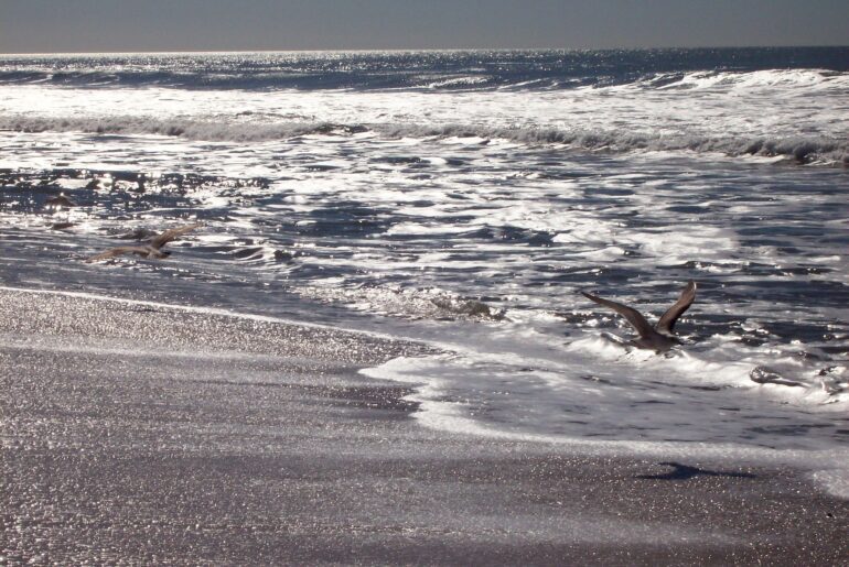 sea, beach, ocean, pacific ocean
