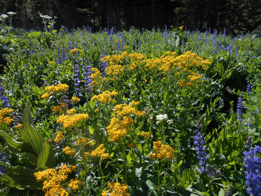 Spiritual Rebirth: The Arising of Natural Living