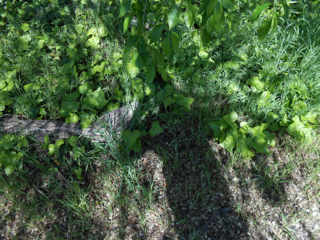 The Joy of Not Needing Anyone or Anything