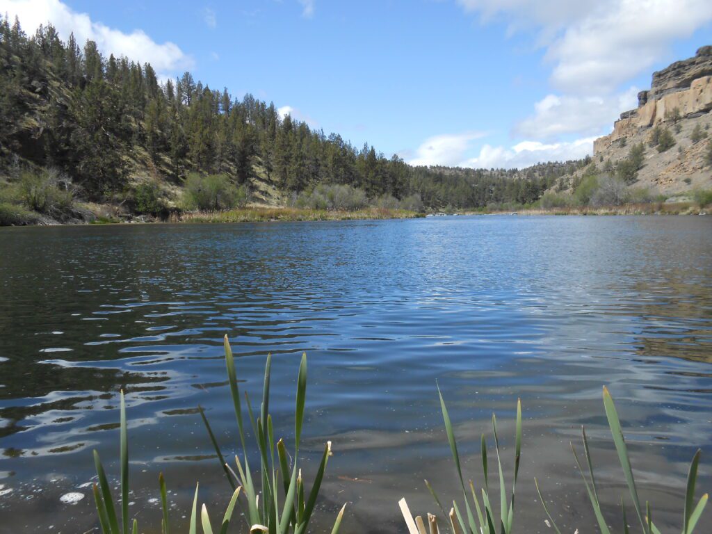 A Flood of Questions deshutes river, water, sunny day, fronds