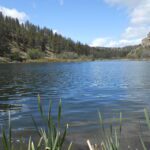deshutes river, water, sunny day, fronds