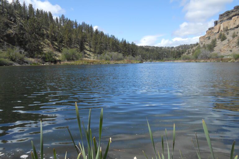 deshutes river, water, sunny day, fronds