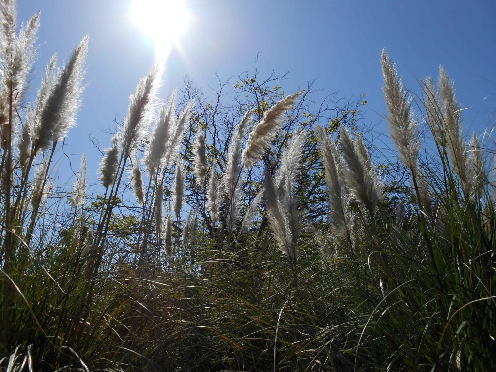 The Path to a Dream Job