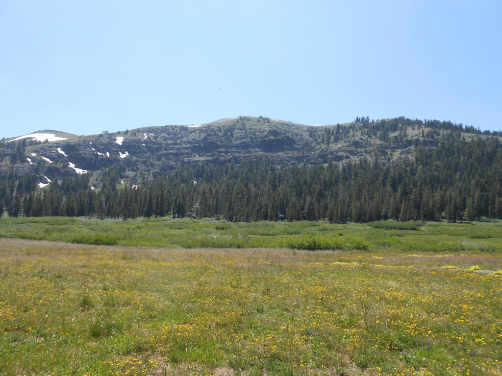 Free to Go distant mountains, grass, evergeens