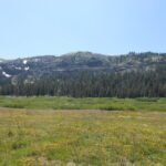 distant mountains, grass, evergeens