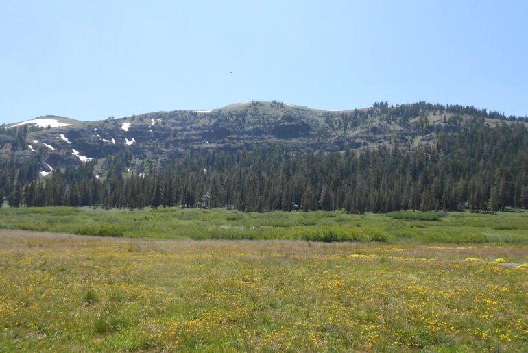 distant mountains, grass, evergeens