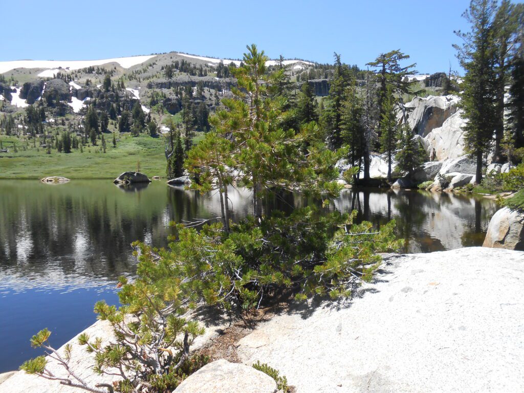 Truth Versus Ego Class trees, apline lake,